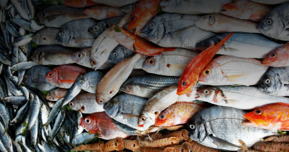Il pesce fa festa a Cesenatico dal 30 Ottobre al 4 Novembre